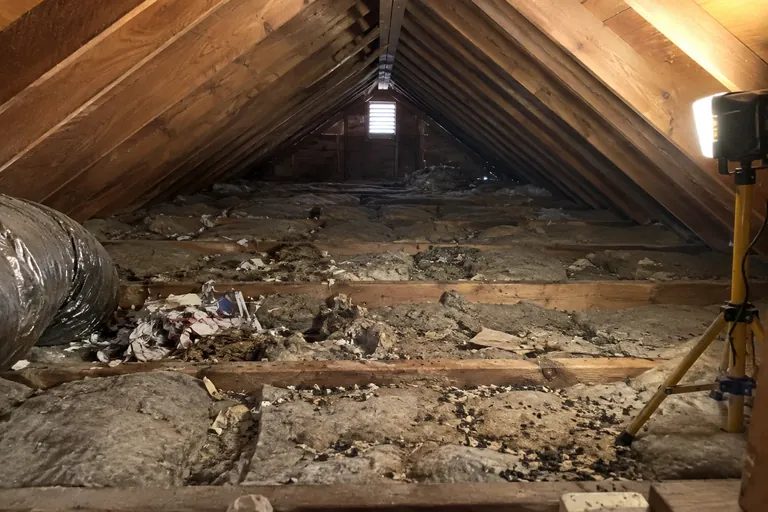 Attic before cleaning: flattened insulation, droppings and nesting