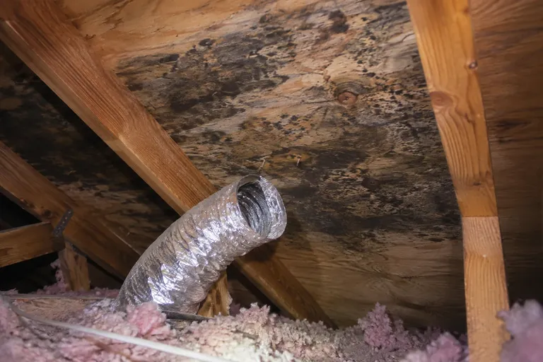 Before: mold on attic sheathing from a loose bath fan duct