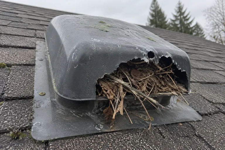 Before: chewed roof vent with a nest