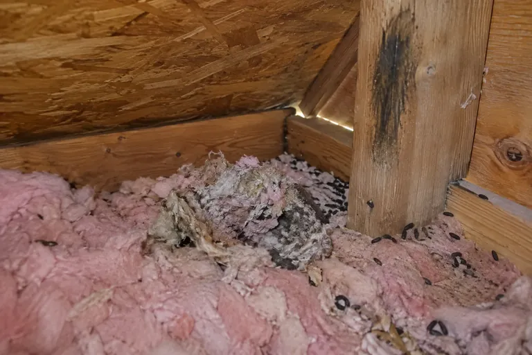 Before: Shredded insulation nest, scattered droppings and a dark rub mark at the eave
